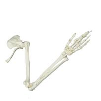 Žmogaus rankos skeletas Modelis Anatominis žmogaus rankos modelis Anatominis tyrimas Gyvo dydžio Žmogaus rankos sąnario tyrimas Skeleto modelis