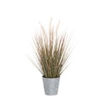 Dekoratyvinis augalas su vazonu Foxtail 33x33x55 cm 4Living 603091