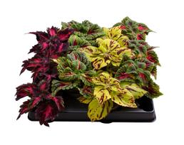 Lauko augalas margenis, Ø 6, 10 cm, lot. Coleus