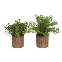 Dirbtiniai augalai 2 vnt. (aukštis 22 cm) – Casa Selección