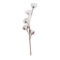 Džiovintas augalas (aukštis 55 cm) Cotton – Casa Selección