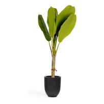 Dirbtinė palmė (aukštis 160 cm) Baa – Kave Home