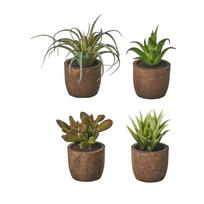 Dirbtiniai augalai 4 vnt. (aukštis 10 cm) Cactus – Casa Selección