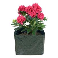 Pakelta sodo lysvė – Garden Pleasure