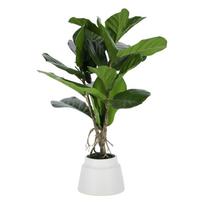 Dirbtinis fikusas (aukštis 60 cm) Lyrata – Kave Home