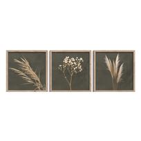 Paveikslai 3 vnt. 30x30 cm Pampas – Styler