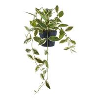 Dirbtinis augalas (aukštis 33 cm) Hoya Carnosa – House Nordic