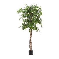 Dirbtinis fikusas (aukštis 180 cm) Ficus – Kave Home