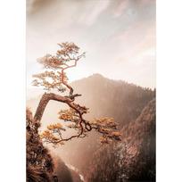 Paveikslas ant stiklo 50x70 cm Brown Tree - Styler