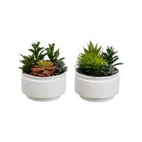 Dirbtiniai augalai 2 vnt. (aukštis 19 cm) Cactus – Casa Selección