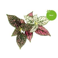 Click And Grow Click  AND  Grow Plant Pods 3-Pack - Polka Dot Flower