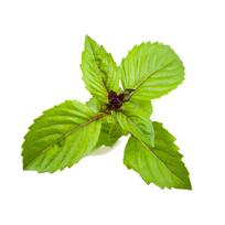 Click And Grow Click  AND  Grow Plant Pods 3-Pack - Cinnamon Basil