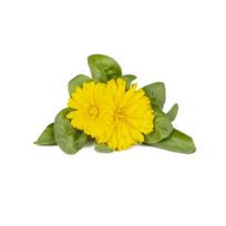 Click And Grow Click  AND  Grow Plant Pods 3-Pack - Calendula