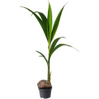 Vazoninis augalas kokosas, Ø 19, 150 cm, lot. COCOS