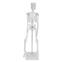 45 cm Žmogaus skeleto modelis, judančios galūnės, anatominis mokomasis mokymosi modelis, mokslo reikmenys