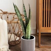 Sansevieria zeylanica