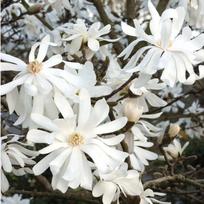 Magnolija žvaigždinė