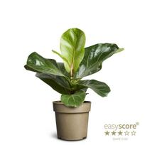 Vazoninis augalas fikusas, Ø 17, 70 cm, lot. FICUS LYRATA
