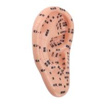 17cm Akupunktūros taškų ausies masažo modelis Ausies zonos masažo modelis Refleksologijos mokymui su