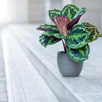 Calathea Medallion