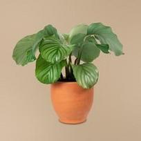 Calathea orbifolia