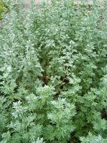 Artemisia ABSINTHIUM - Pelynas / WORMWOOD, 200 SEMI - ŠVIEŽIOS SĖKLOS