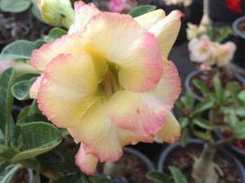 5 ADENIUM OBESUM  Banburi  dykumos rožės SĖKLOS - ŠVIEŽIOS SĖKLOS