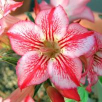 5 ADENIUM OBESUM SĖKLOS  Drugelio šokis  Dykumos rožė - ŠVIEŽIOS SĖKLOS