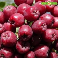 Šermukšnis „Granatnaja“ (lot. Crataegosorbus miczurinii Pojark). Vazone. 2 metų - 70 cm