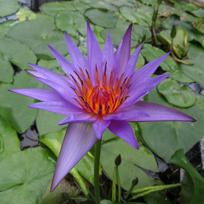 15 Vandens lelijos sėklų   CAPENSIS PURPLE  Nymphaea WATER Lily  -ŠVIEŽIOS SĖKLOS