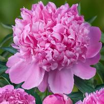 5 Bijūnų Sėklos PURPLE LOVE PINK    -ŠVIEŽIOS SĖKLOS
