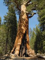 10 SEQUOIA GIGANTEA SEMENŲ - ŠVIEŽI SEMENYS