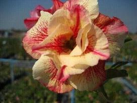 5 ADENIUM OBESUM  Luang Lai  dykumos rožės SĖKLOS - ŠVIEŽIOS SĖKLOS