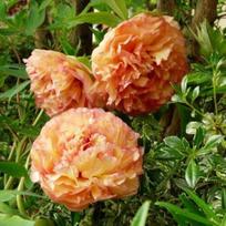 5 Bijūnų Sėklos ORANŽINĖS   -ŠVIEŽIOS SĖKLOS