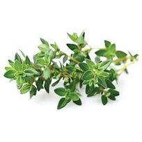 Click & Grow Smart Garden refill Thyme 3pcs SGR17X3