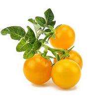 Click & Grow Smart Garden refill Yellow Mini Tomato 3pcs SGR57X3