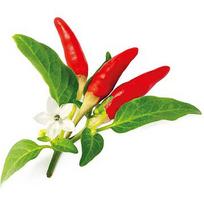 Click & Grow Smart Garden refill Red Hot Chili Pepper 3pcs SGR52X3