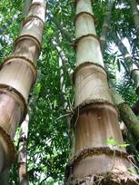 20 Bambuko Sėklų   DENDROCALAMUS STRICTUS-ŠVIEŽIOS SĖKLOS
