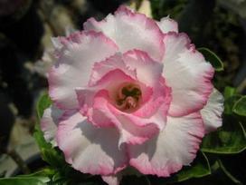 5 ADENIUM OBESUM  Nangngam  dykumos rožės SĖKLOS - ŠVIEŽIOS SĖKLOS
