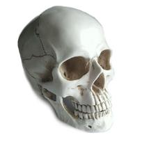 Dekoracija 3D Skull žmogaus kaukolė; 19x16x20cm