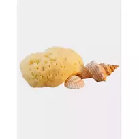 Hydrea London Natūrali kempinėlė kūdikiams Fina Silk Sea Sponge 5 cm