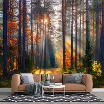 Autumn Sunshine Forest Wallpaper Natural Forest Mural Modern Living Room Bedroom Backdrop Wall Mural 200 cm(W) x 140 cm(H)