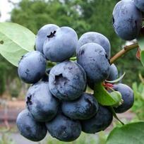 Šilauogė aukštoji ''Bluecrop''
