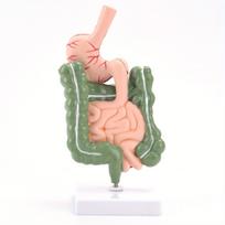 Žmogaus virškinimo sistemos modelis Skrandžio anatomija Storoji žarna Akloji žarna Tiesioji žarna dvylikapirštės žarnos Žmogaus vidaus organų struktūros modelis a set