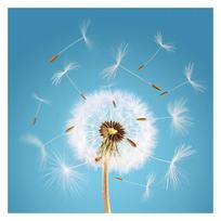 Dandelion Lavender Flowers Garden Photography Background Studio Photo Props Backdrop Wedding Birthday Party 120*120cm