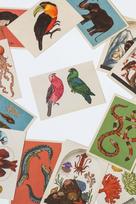 Atvirukas iš "Animalium" kolekcijos