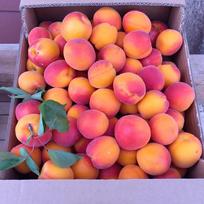 5 abrikosų sėklos  (Paprastasis abrikosas) , Auginta ir pagaminta Italijoje - Ekologiškas produktas oranžinė