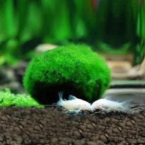 3-4 cm Marimo samanų rutuliukai Gyvas akvariumo augalas Dumbliai Žuvų krevečių rezervuaro ornamentas Imitacija Žali samanų rutuliukai Dirbtinis augalas
