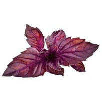 Click & Grow Smart Garden refill Red Basil 3pcs SGR25X3
