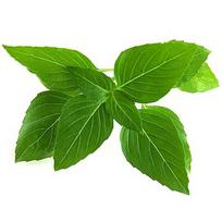 Click & Grow Smart Garden refill Thai Basil 3pcs SGR37X3